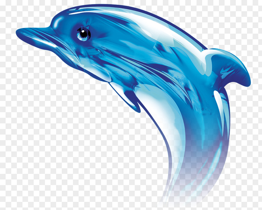 Dolphin Common Bottlenose Tucuxi PNG