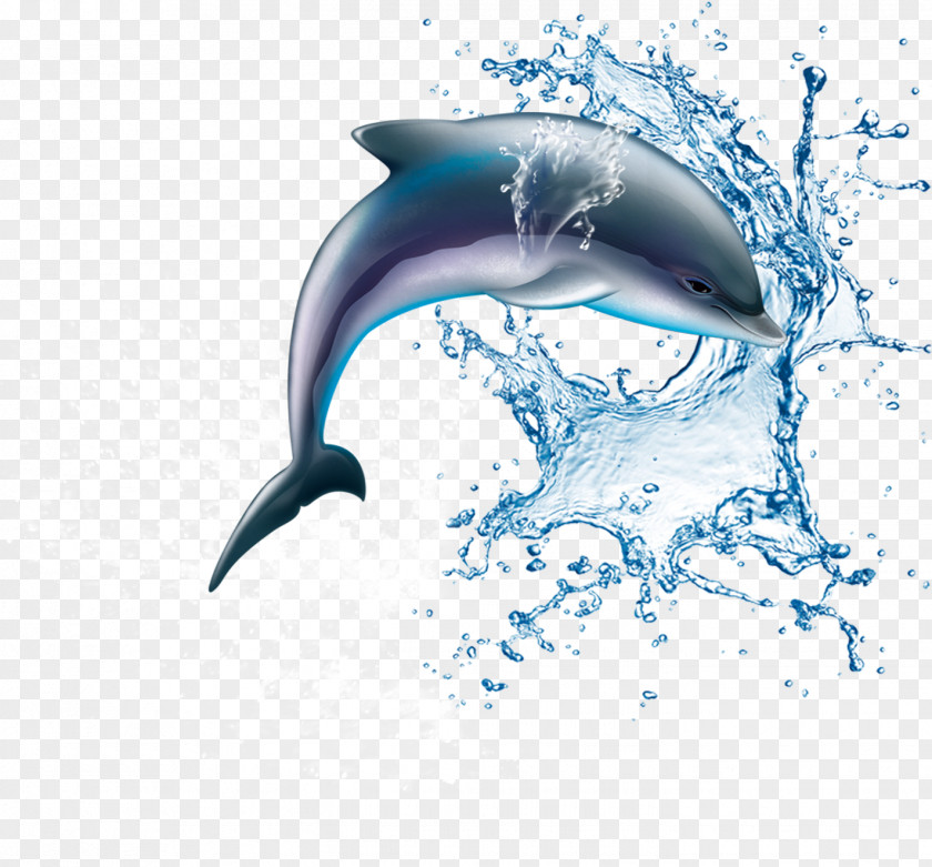 Dolphin Common Bottlenose Wholphin Wine Tucuxi PNG