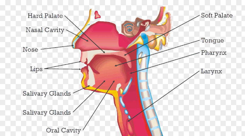 Ear Human Behavior Mouth Organism PNG
