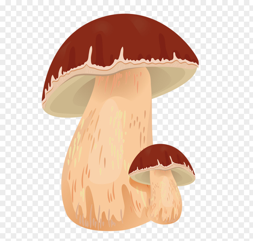 Fungus Mushroom Edible Autumn Boletus Edulis Clip Art PNG