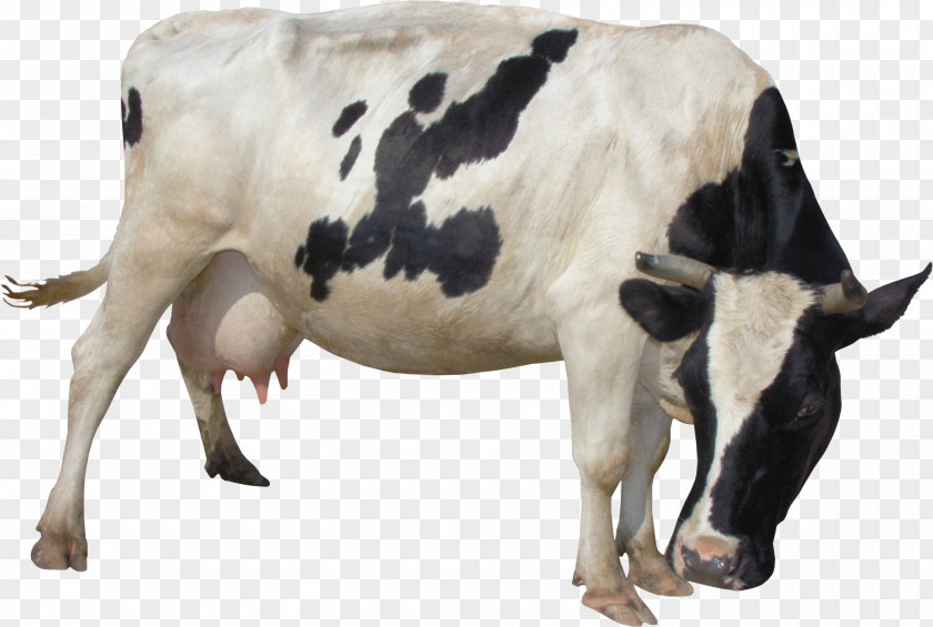 Milk Taurine Cattle Lossless Compression Clip Art PNG