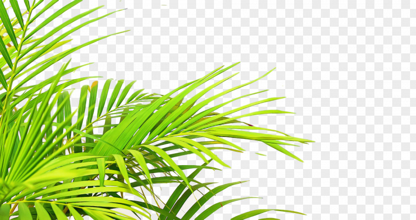 Palm Trees PNG