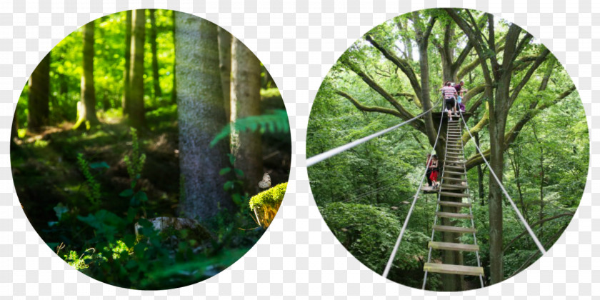 Entertaint Cape Ardennes Events Tree Lac Des Vieilles Forges Forest Biome PNG