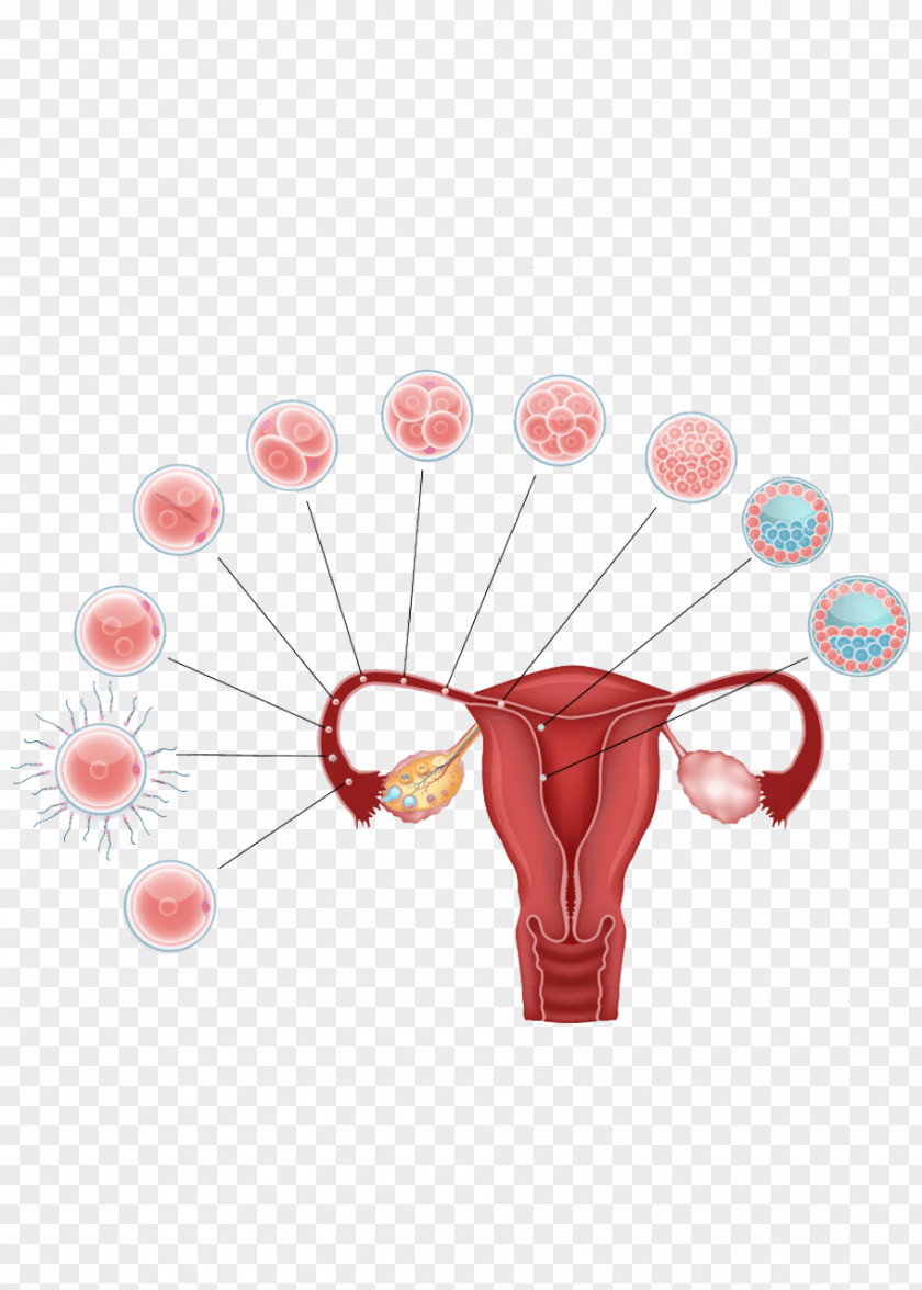 Pregnancy Blastocyst Human Fertilization Fertilisation Embryo Egg Cell PNG