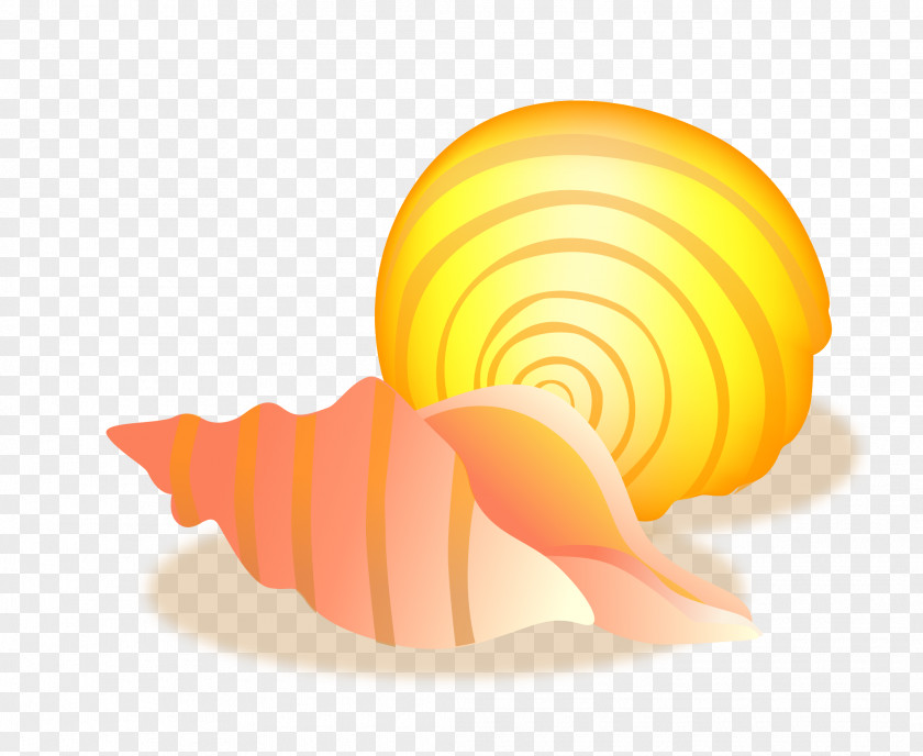 Vector Conch Material Sea Snail Seashell PNG