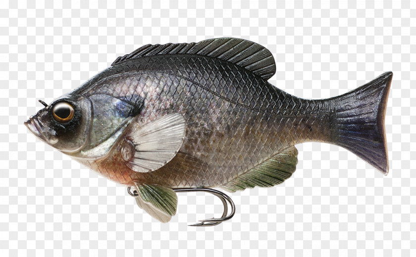 Fish Body Fishing Baits & Lures Scortum Barcoo Swimbait PNG