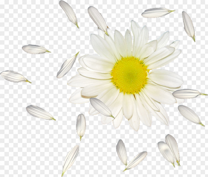 Flower Common Daisy Oxeye Petal PNG