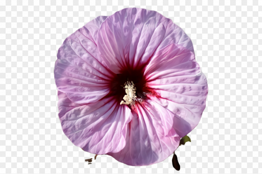 Magenta Hibiscus Flower Petal Violet Purple Pink PNG