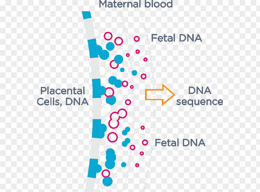 Pregnancy Cell-free Fetal DNA Non-Invasive Prenatal Testing Genetic PNG