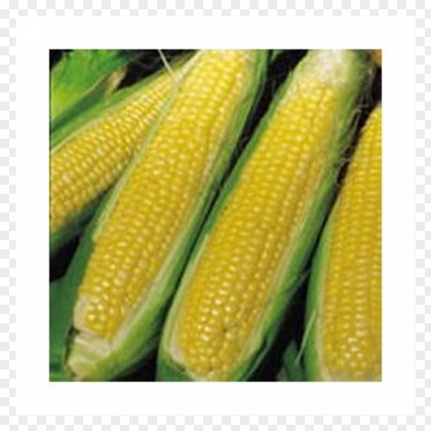 Vegetable Corn On The Cob Sweet Maize Corncob PNG