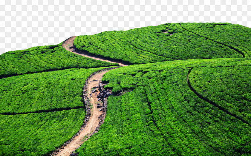 Large Area Of ​​tea Fields Green Tea Production In Sri Lanka Cha Pu Garden PNG