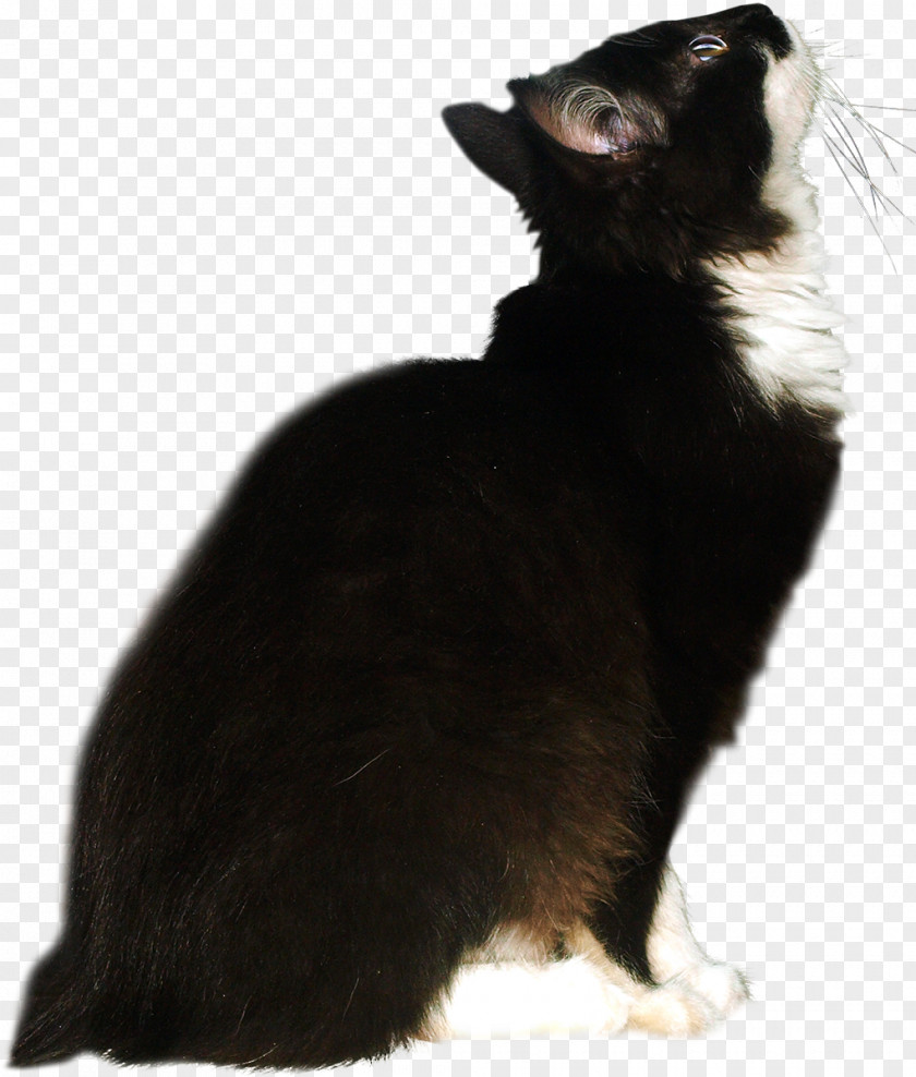 Mink Shawls Cat Dog Breed Whiskers PNG