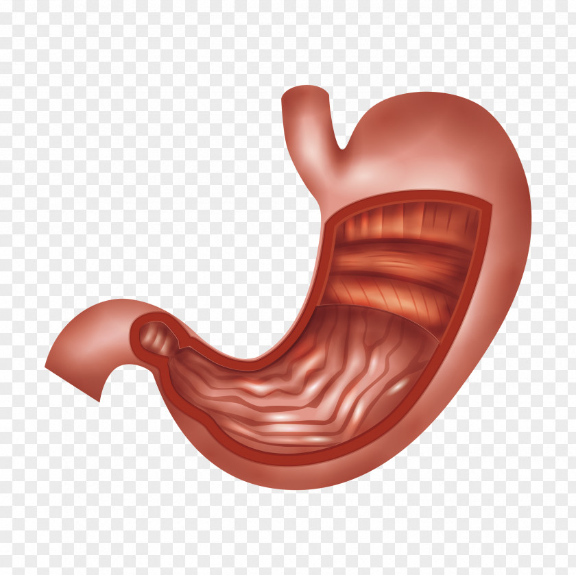 Organ Stomach Abdomen Biology Human Digestive System PNG digestive system, others, red stomach illustration clipart PNG