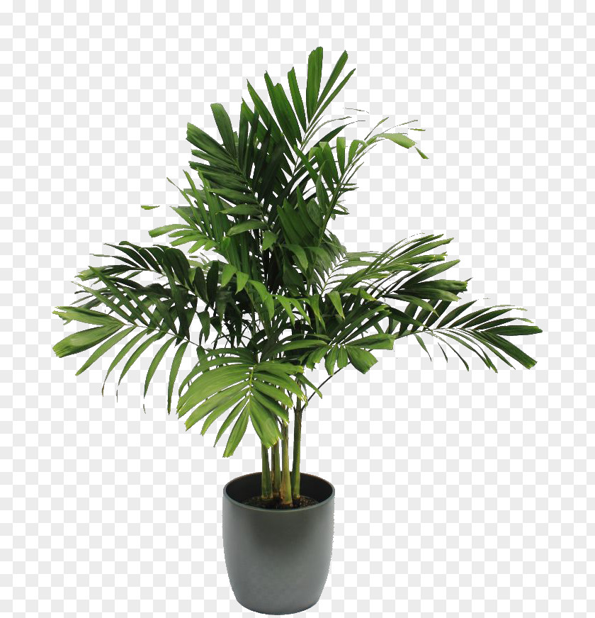 Plant Houseplant Tree Soil PNG