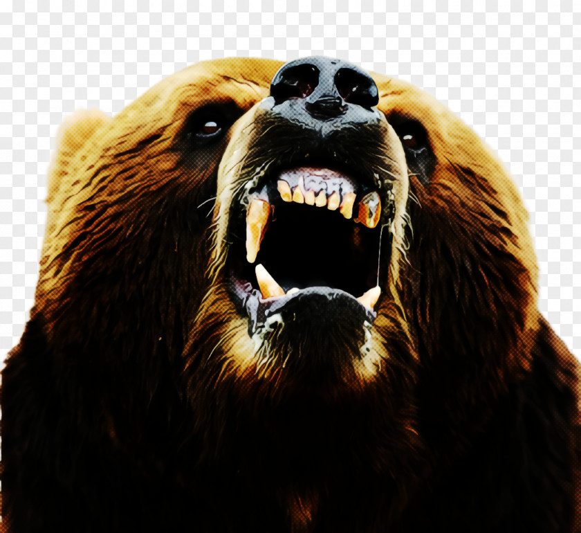 Smile Fur Grizzly Bear Snout Brown Wildlife PNG