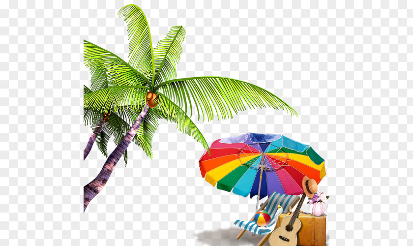 Tropics Coconut Summer Palm Tree PNG