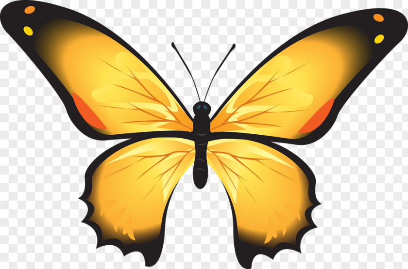 Butterfly Insect Sticker Image Photograph PNG