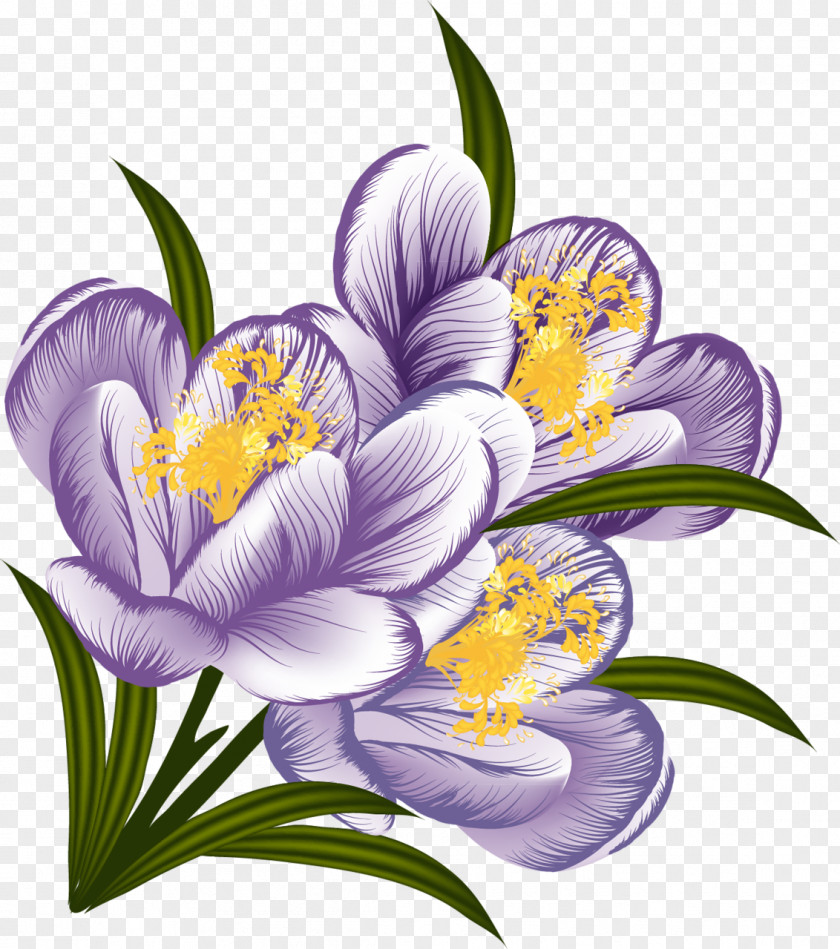 Crocus Flower Clip Art PNG