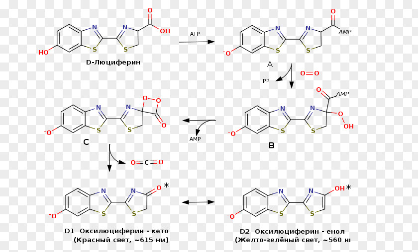 Russian Lewis Structure Luciferin Redox Diagram Molecule PNG