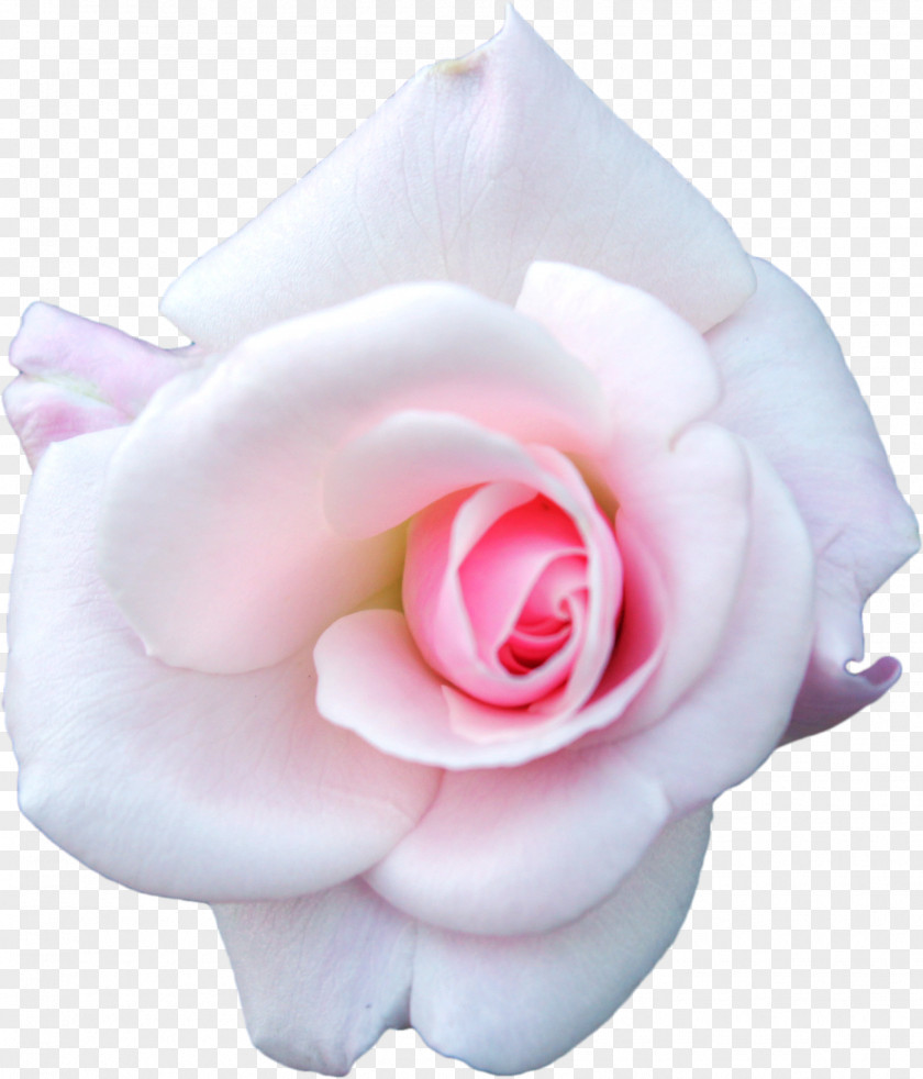 White Roses Centifolia Pink Garden PNG