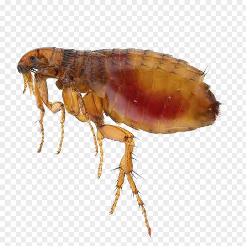 Belly Flea Dog Cat Pet PNG