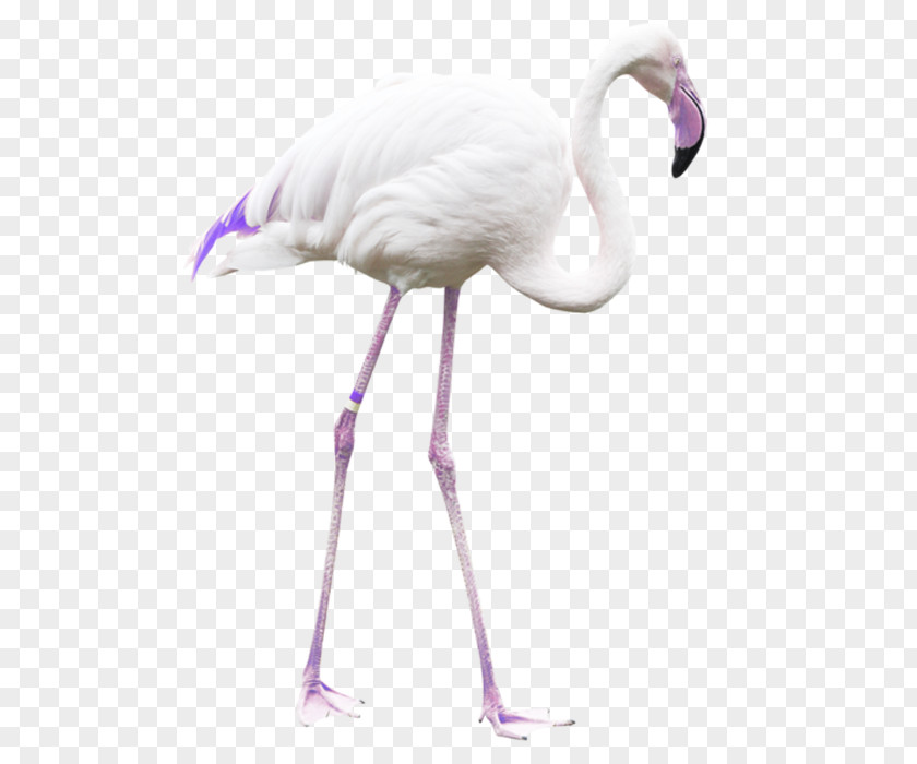 Bird Greater Flamingo Crane PNG