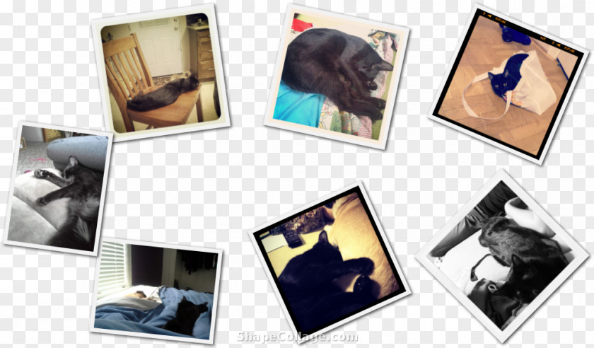 Domestic Room Picture Frames Collage PNG
