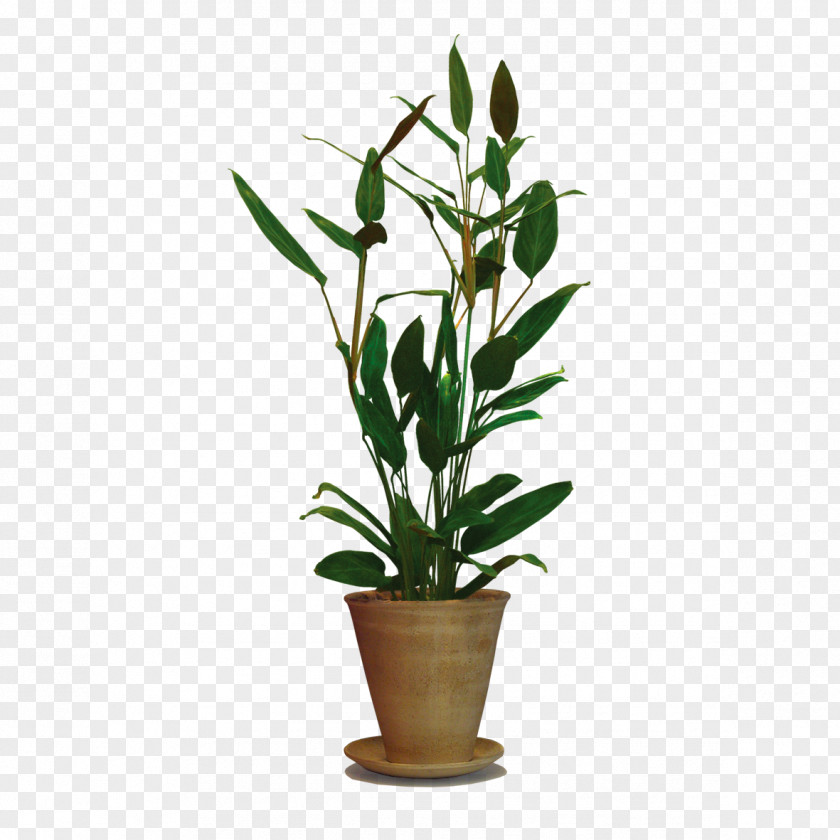 Green Leaves Potted Plant Tree Vine Shrub Flowerpot PNG