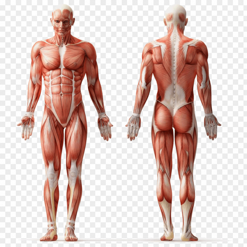 Muscle Human Anatomy Body Muscular System PNG