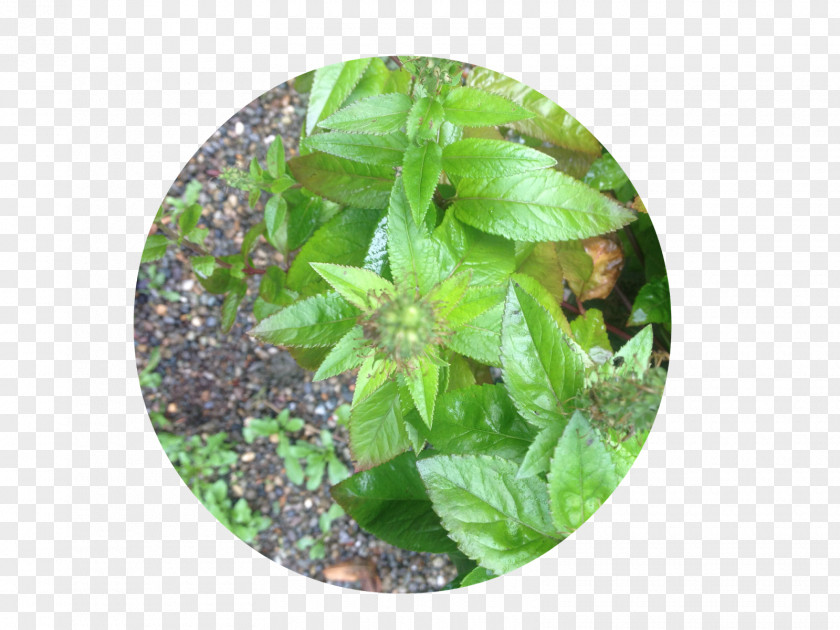 Symmetry Pattern Basil Herbalism Leaf PNG