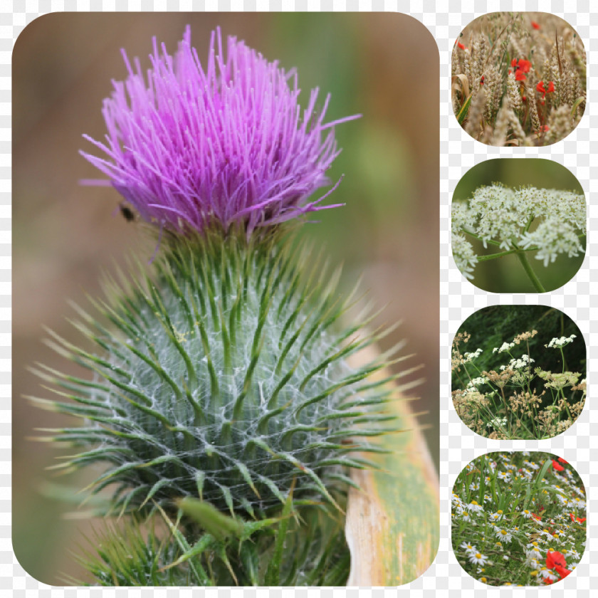 The Little Monkey Scatters Flowers Milk Thistle Cardoon Greater Burdock Noxious Weed PNG