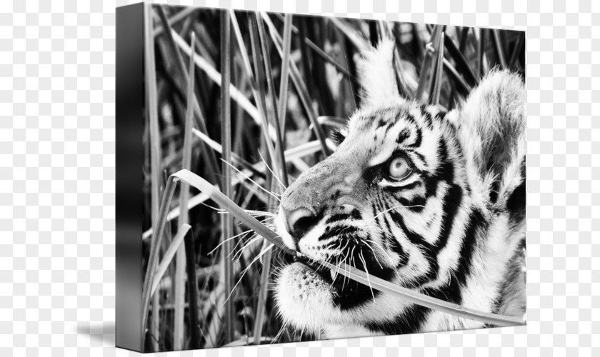 Tiger Whiskers Cat Photography Snout PNG