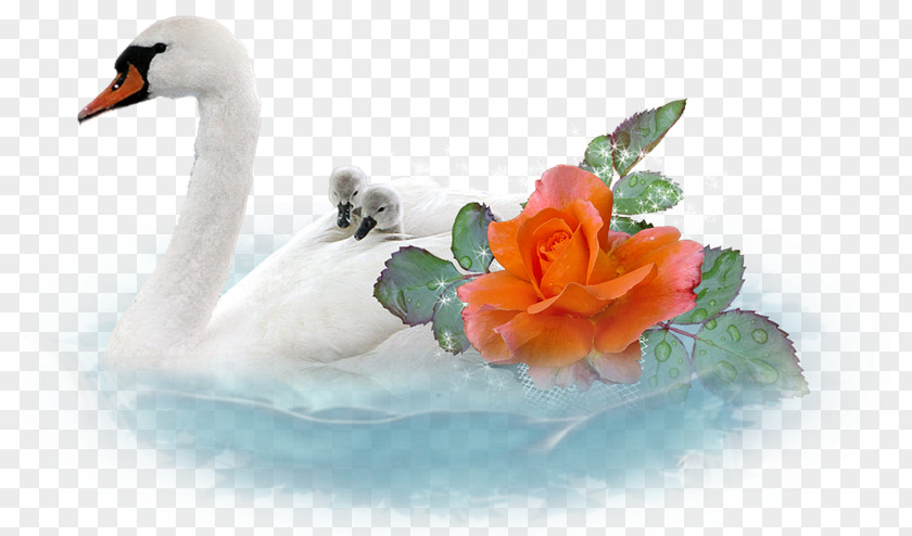 Cisne Cygnini Clip Art PNG