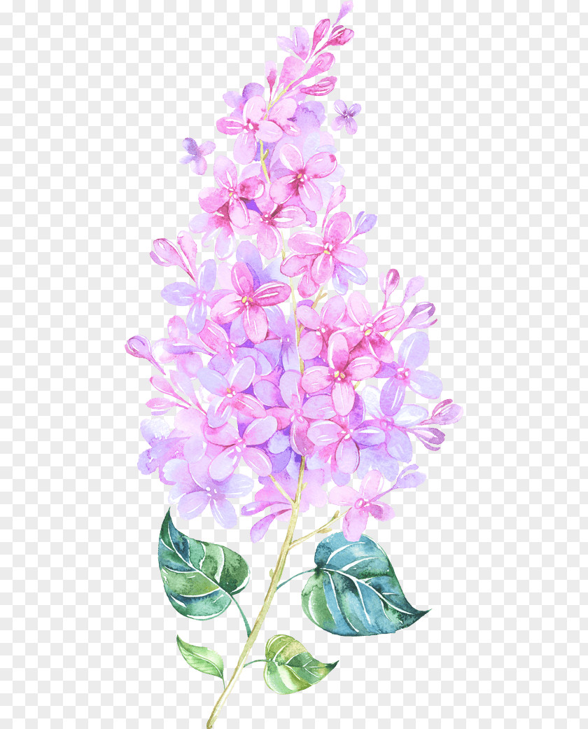 Hyacinth Flower Watercolor: Flowers Watercolor Painting Clip Art Watercolour PNG