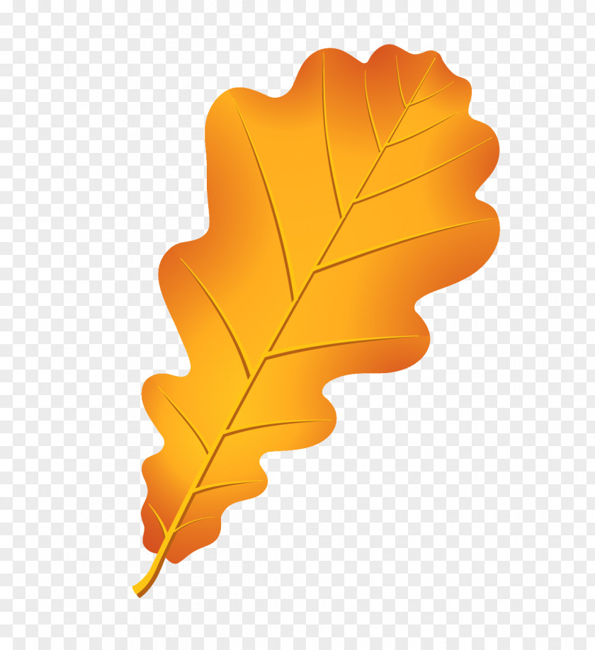 Leaf Oak Autumn Color Acorn Drawing PNG
