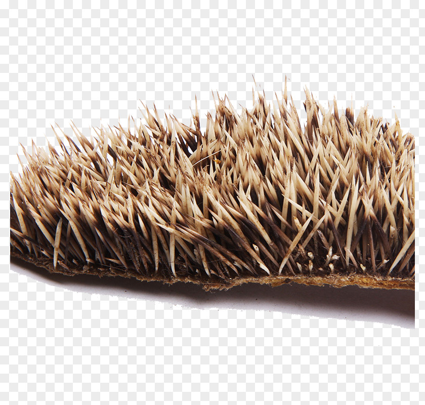 Hedgehog Skin Herbs Animation Icon PNG