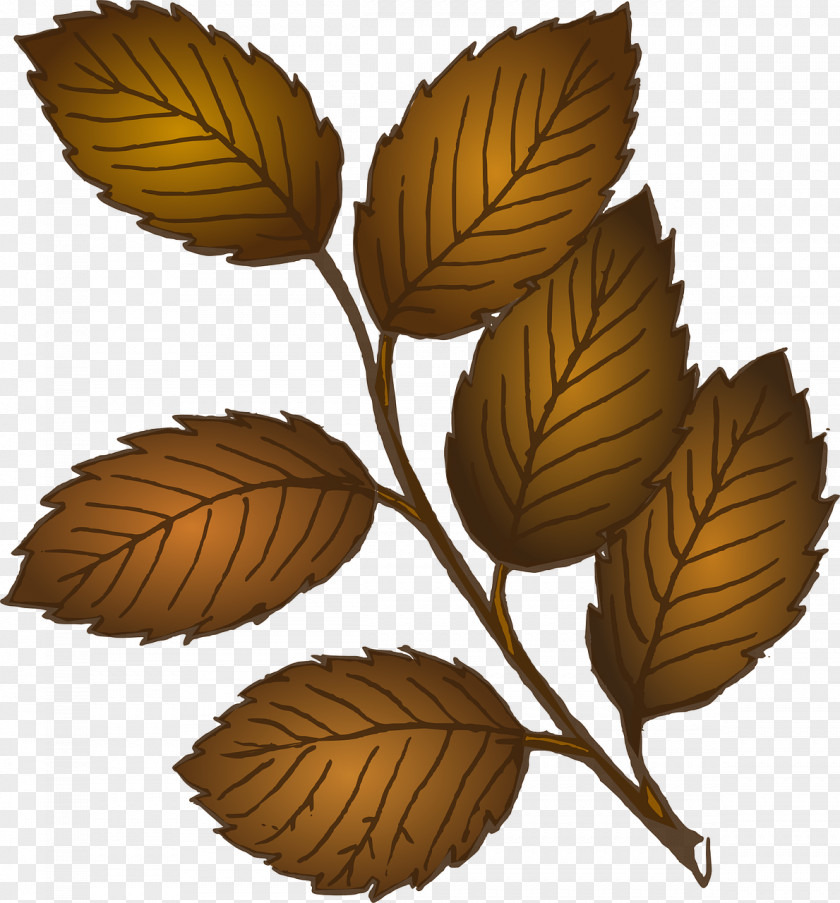 Leaf Look At Leaves Autumn Color Clip Art PNG