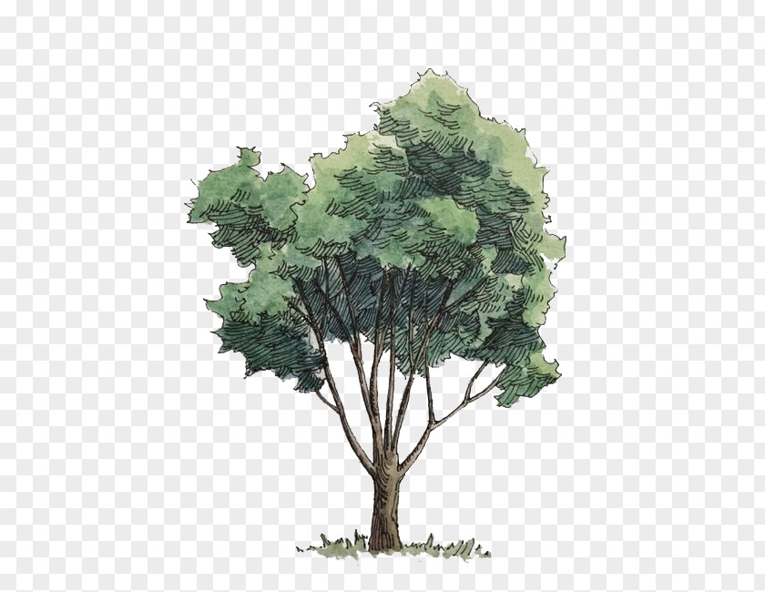 Watercolor Trees Painting Tree PNG