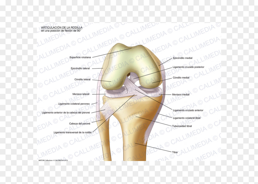 Artrosis De Rodilla Knee Anatomy Sesamoid Bone Fibula PNG