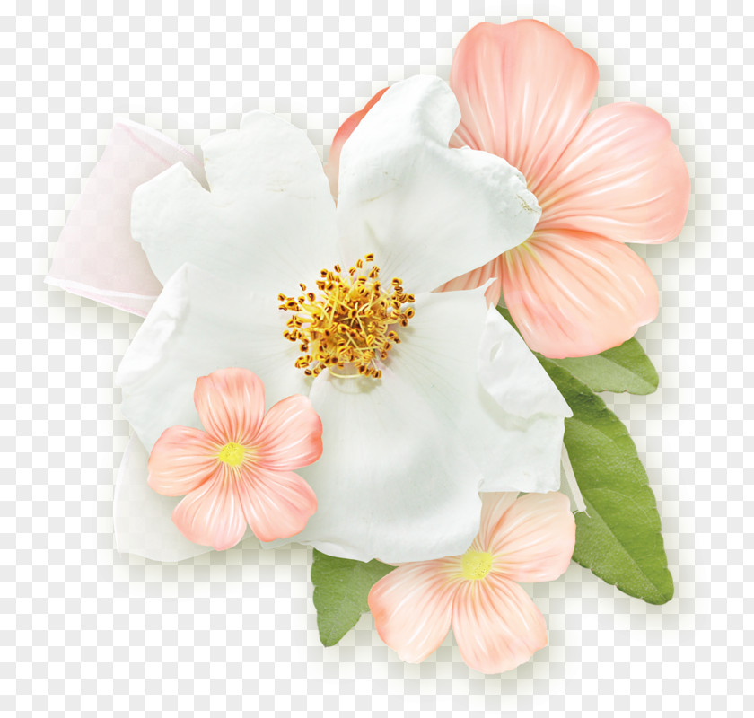 Cherry Blossom Rosemallows Rose Family Cut Flowers Petal PNG