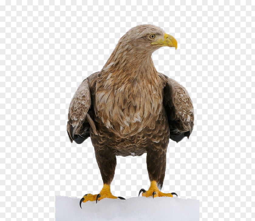 Eagle Bird Decorah Bald Eagles Character Structure PNG