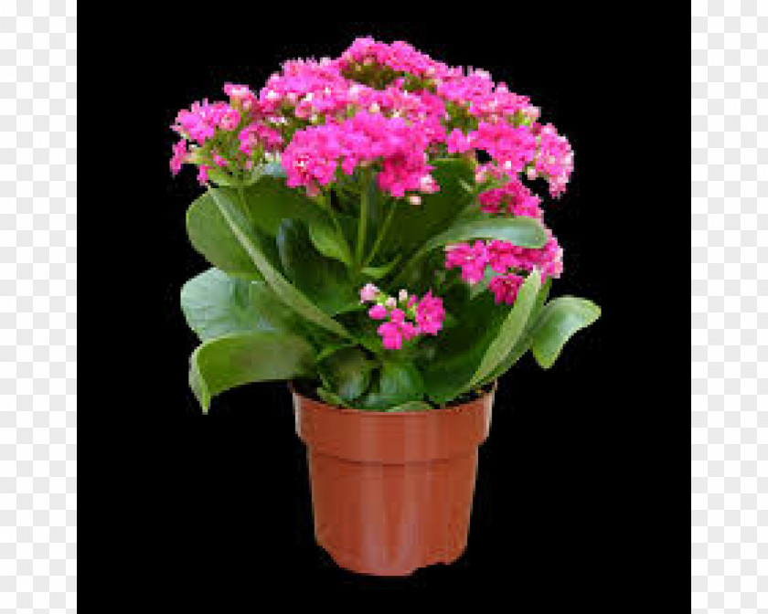 Flower Primrose Flowerpot Widow's-thrill Plant PNG