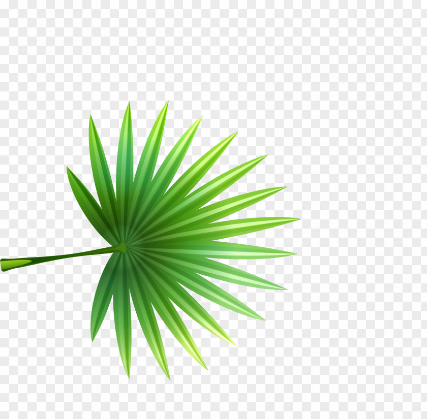 Green And Simple Grass Leaf Plant Stem Pattern PNG