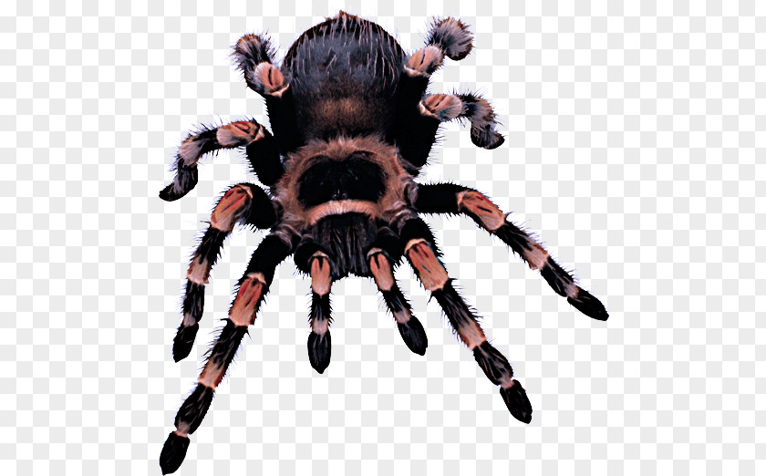 Spider Tarantula Arachnid Animal Figure Fur PNG