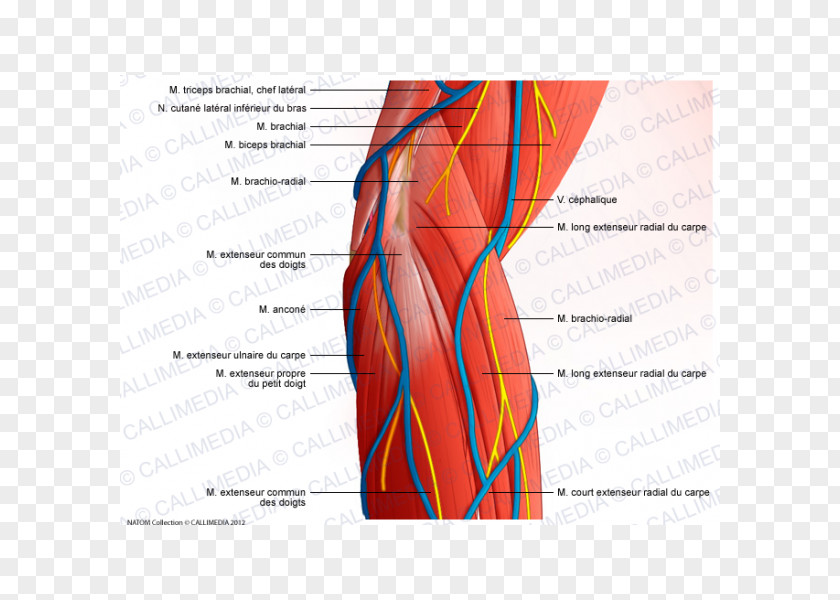 Arm Anconeus Muscle Brachialis Muscular System Brachioradialis PNG