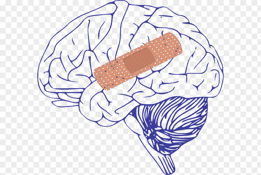 Brain Human Adhesive Bandage Clip Art PNG