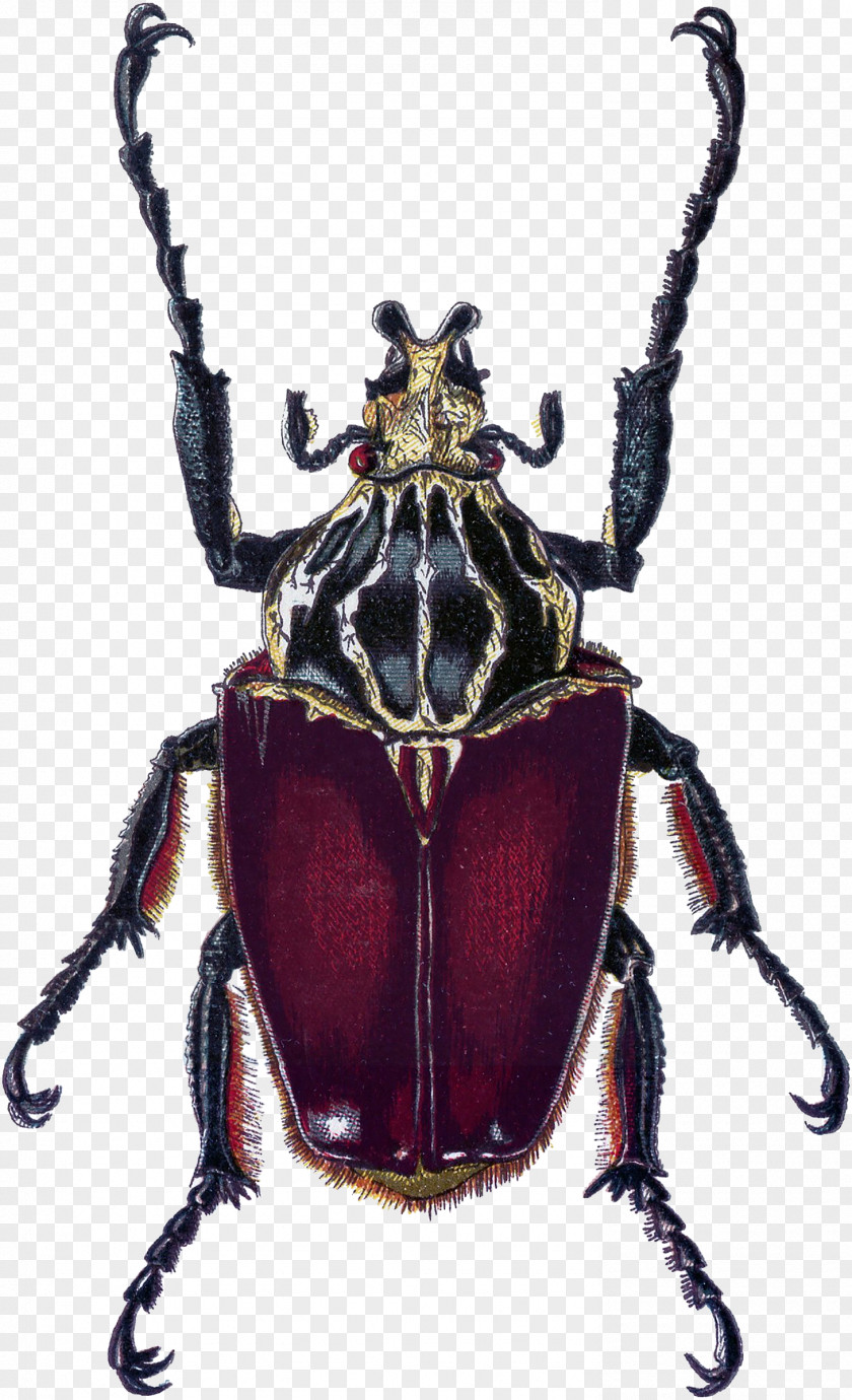 Crocus Button Japanese Rhinoceros Beetle Weevil Dung Illustration PNG