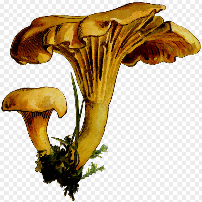 Edible Mushroom Plant Stem Plants PNG