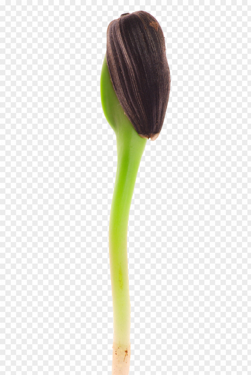 Germinating Melon Seeds Brush PNG