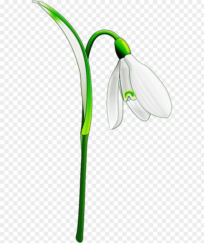 Plant Stem Amaryllis Family Galanthus Snowdrop Flower Green PNG